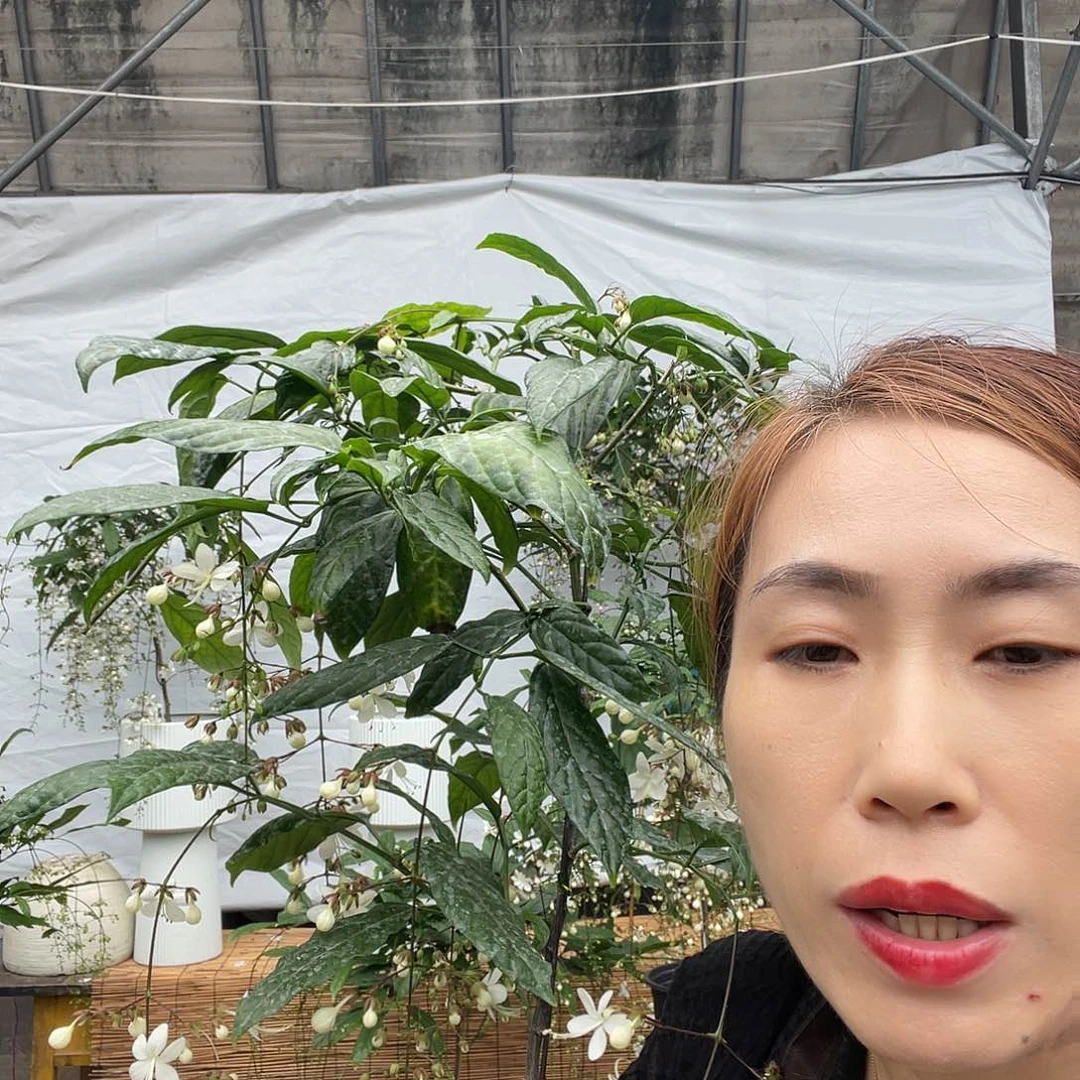 完全开放中颗垂丝茉莉