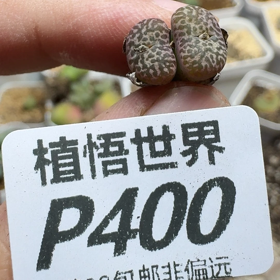 多肉植物的润泽fhbn