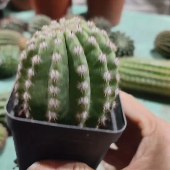 仙人球毛花柱无名福利