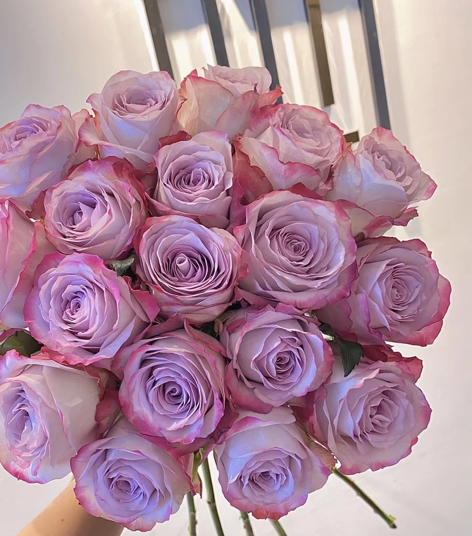 阿馥苑高端切花【气场】玫瑰花苗