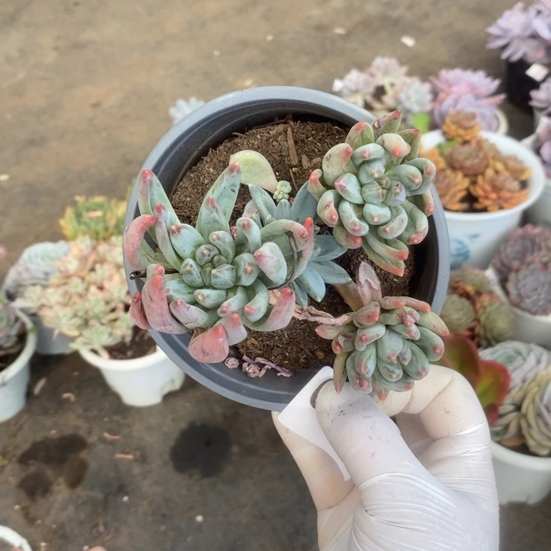 0355炫彩星一物一拍