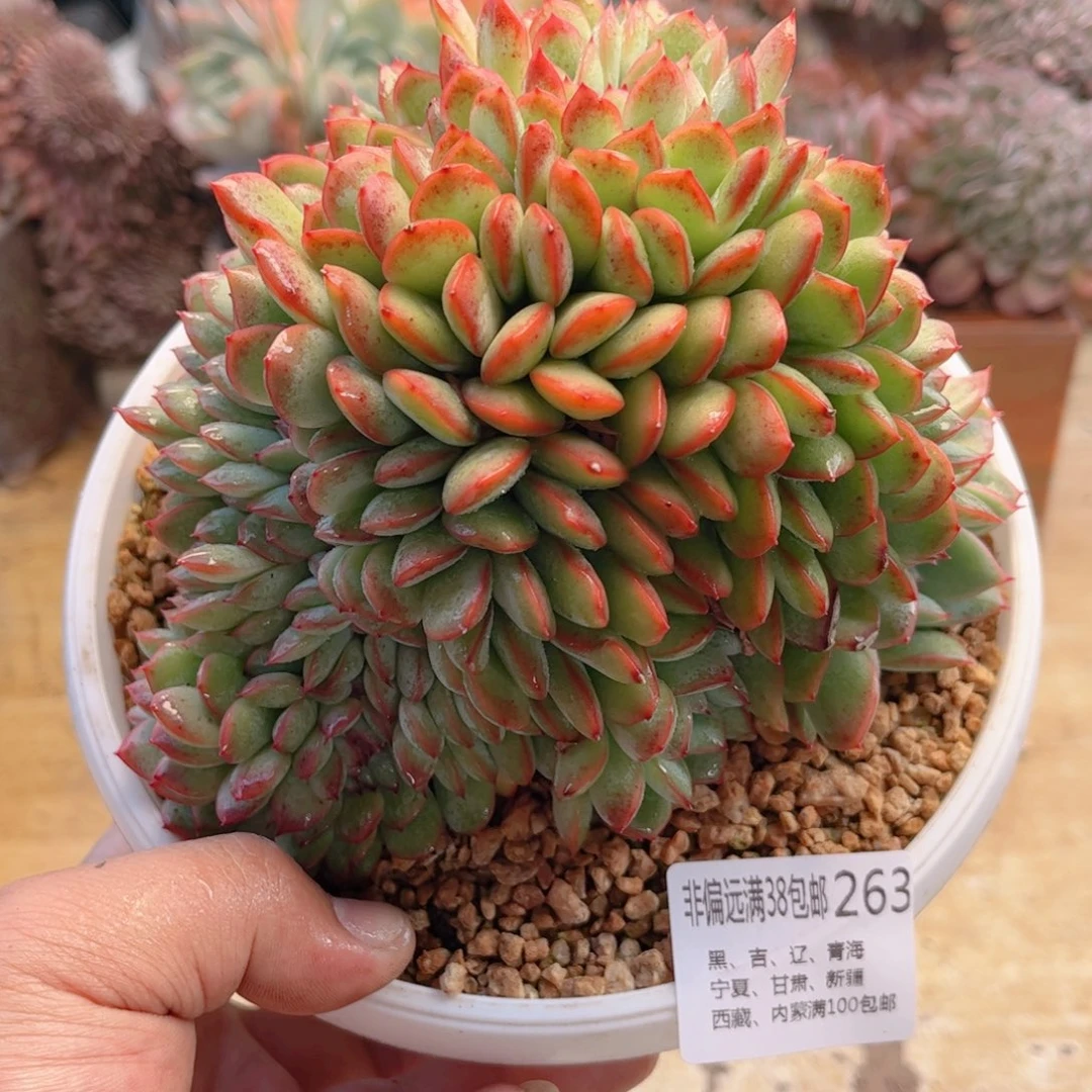 263勇敢缀德华多肉