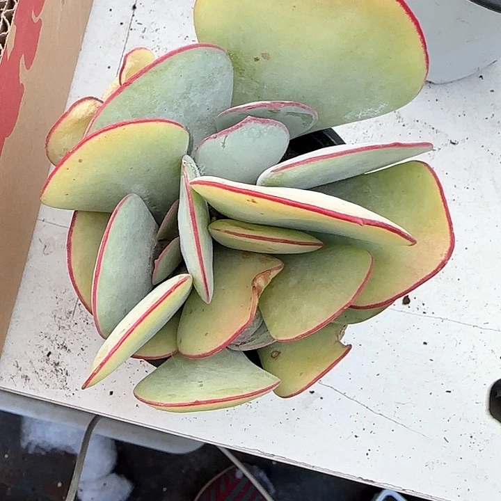 青蛙王子儿童牙膏111