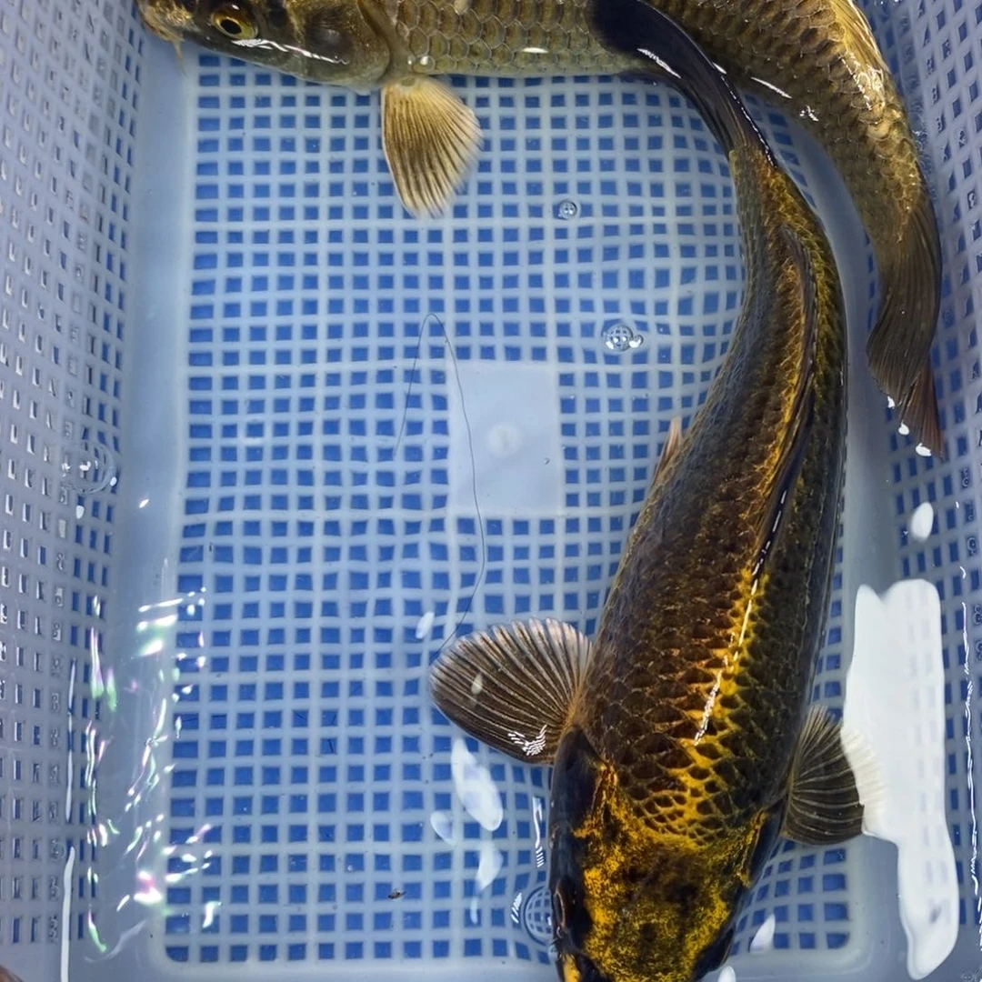 锦鲤冷水锦鲤包邮