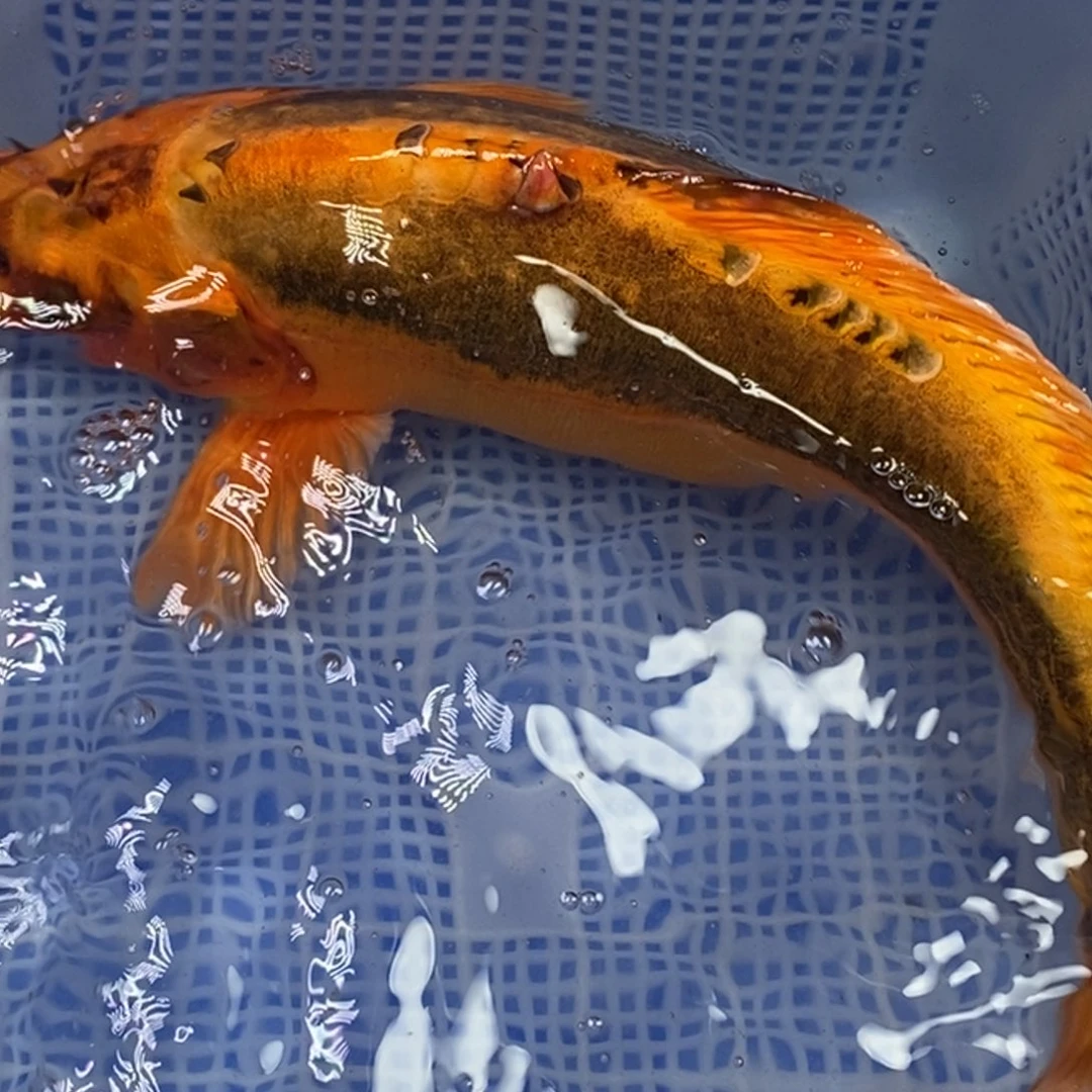 锦鲤锦鲤 开衩掉麟充血属于正常情况 介意别拍
