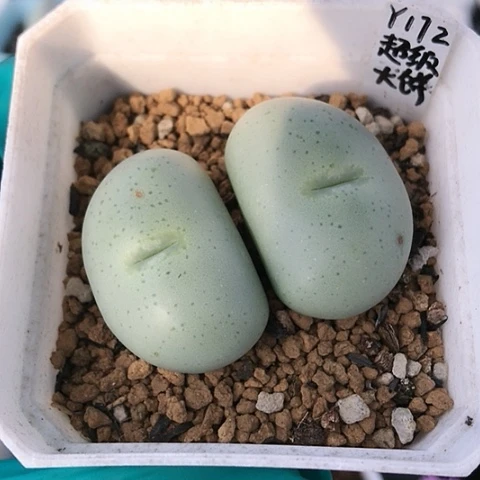 多肉肉锥 Y172超级大饼