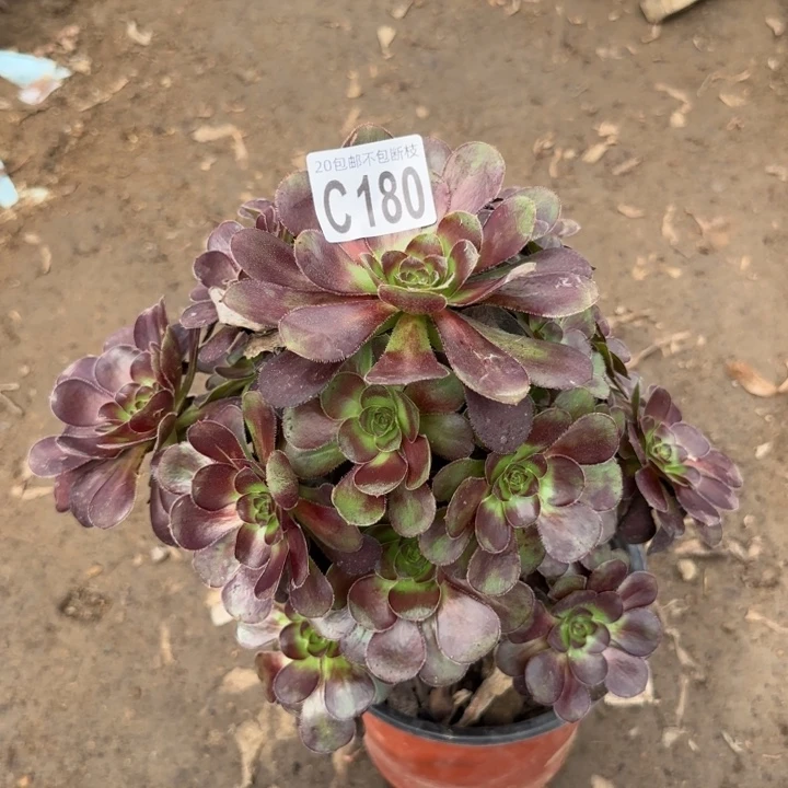 红酒圆叶……多肉植物……