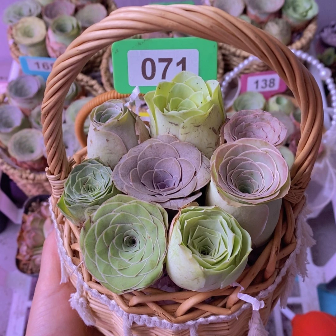 流苏玫瑰花篮071 8颗带篮