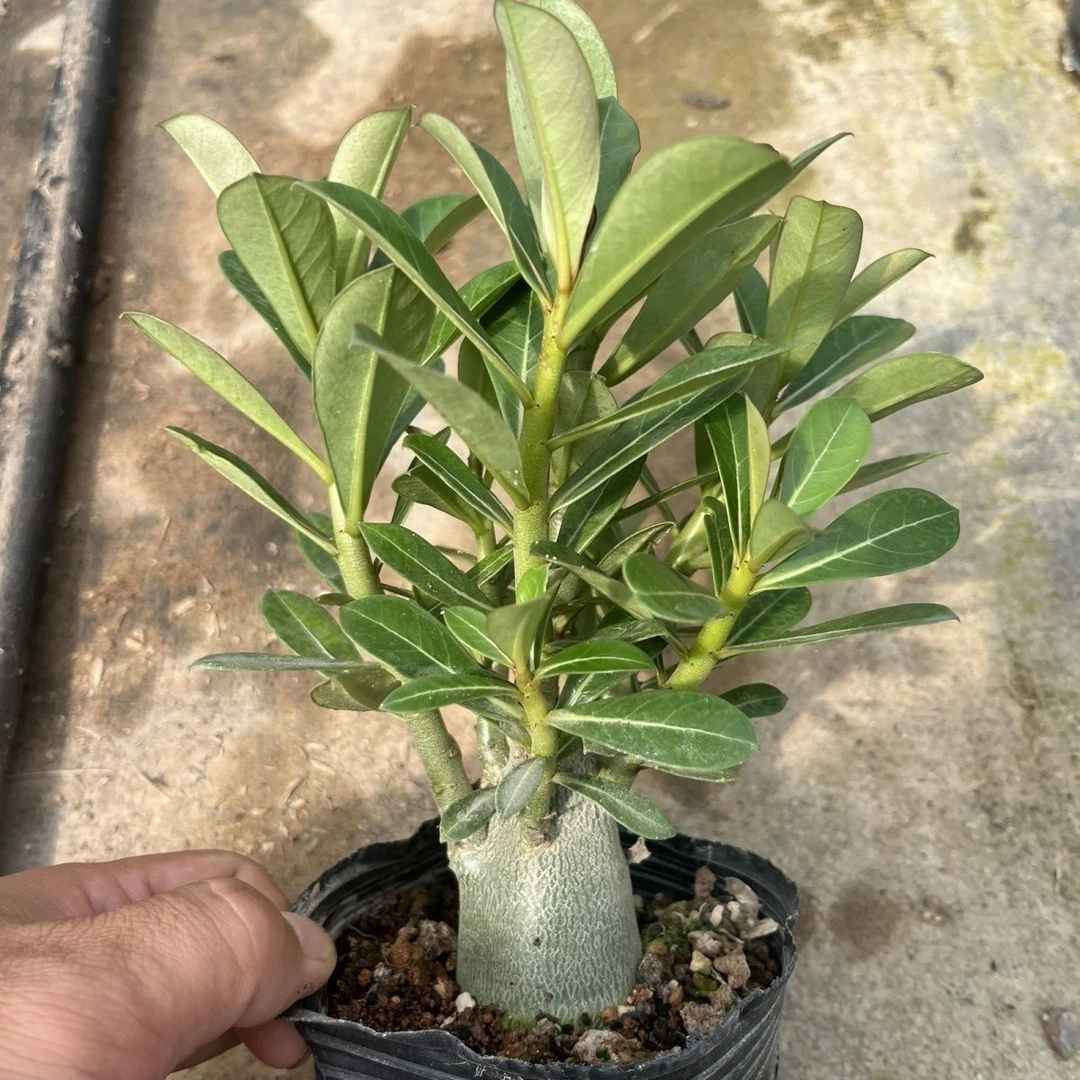 沙漠玫瑰块根盆栽四季常青耐旱喜光易养护会开花多肉植物