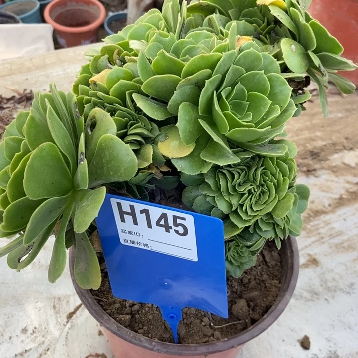快***生H145绿羊绒绿羊绒