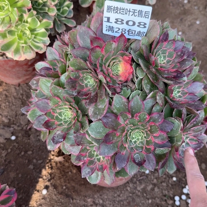 一***鼎1808二号棚万花筒A