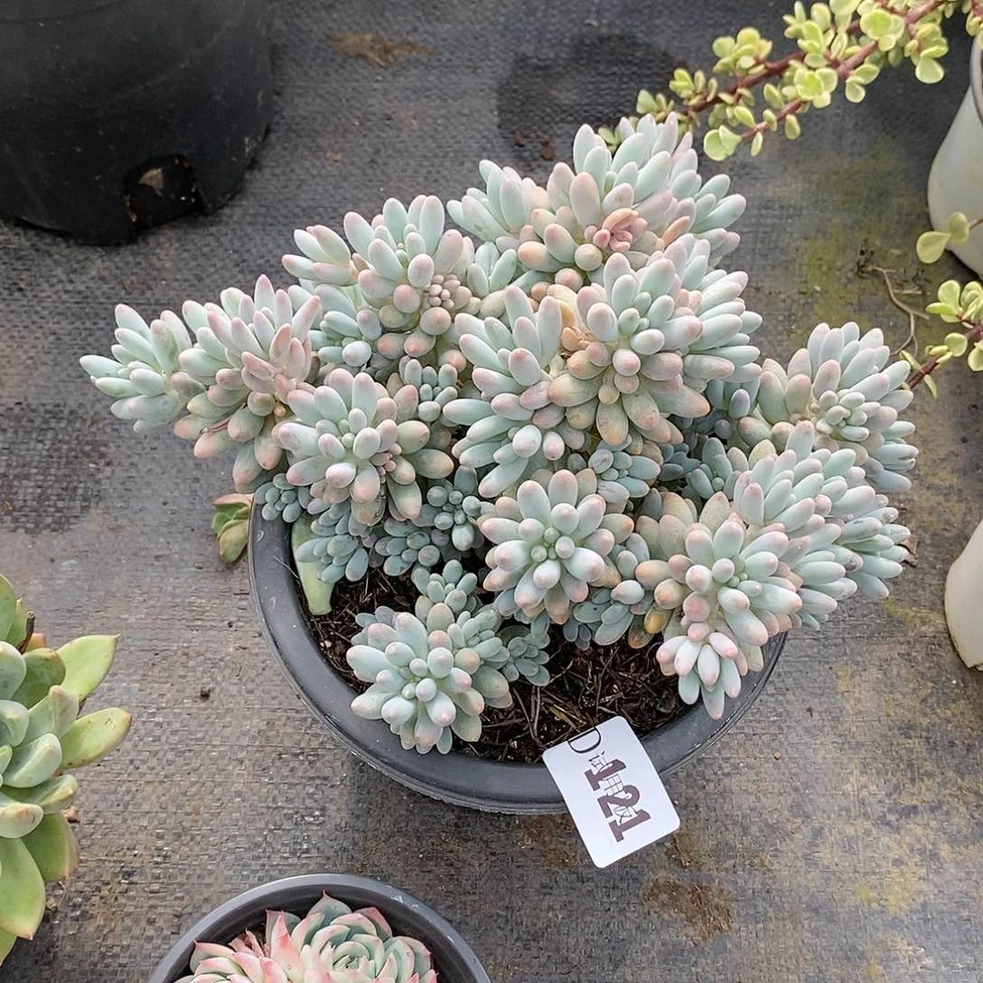 木*121婴儿手指多肉植物