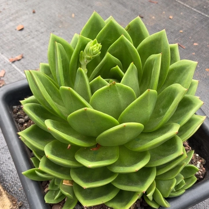 翠花一物一拍多肉