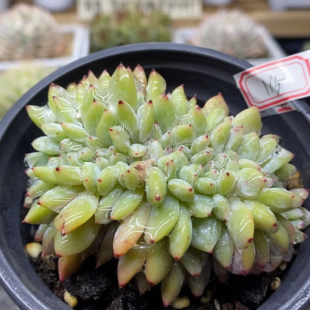 21115 橙梦露缀化