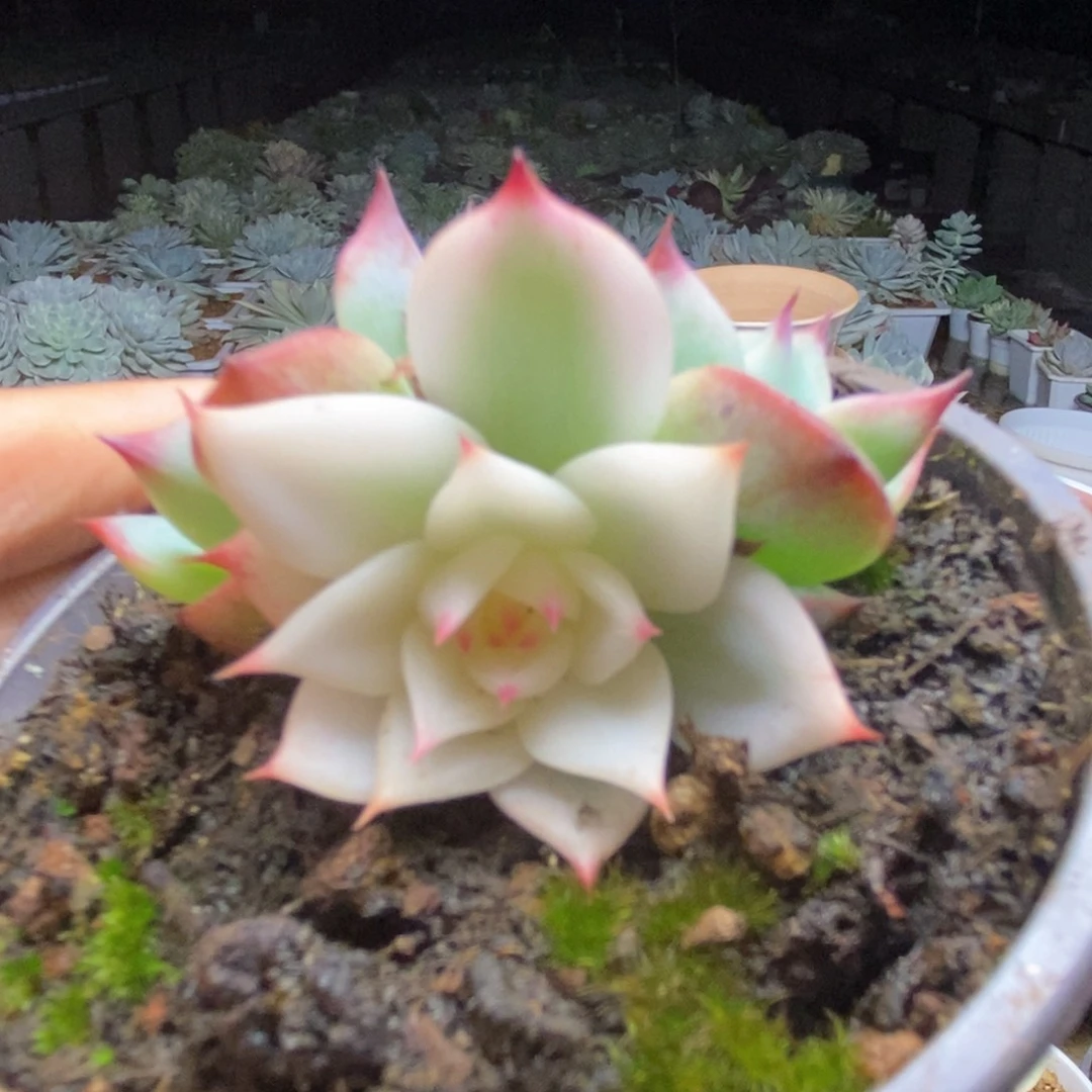 087锦锦锦锦锦锦锦锦锦