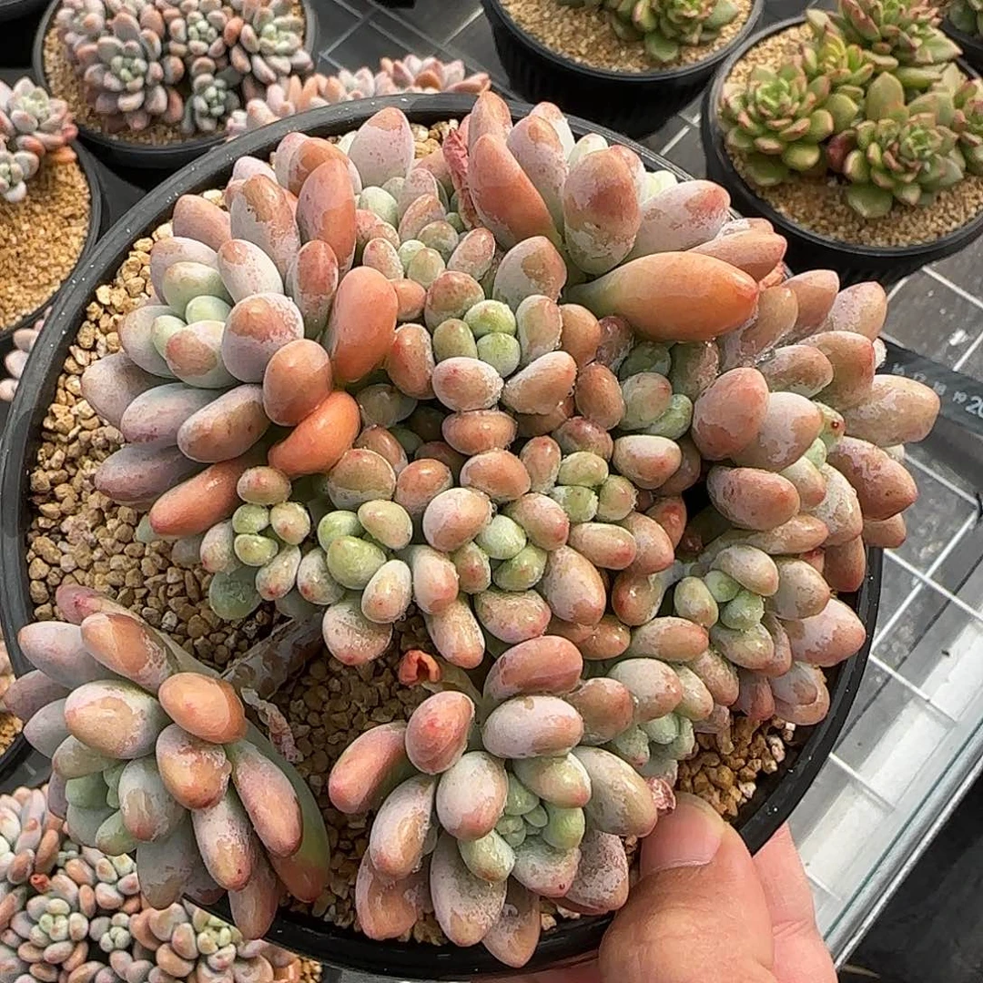 从前慢甄选多肉编号香水洛神