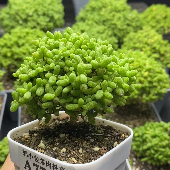 雨***风蜜橘糖球7783枝干番杏