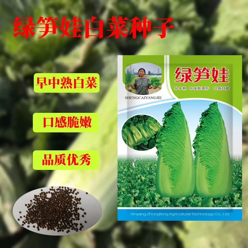 绿笋娃白菜种子  秋播中早熟白菜种子包尖麻叶白菜籽