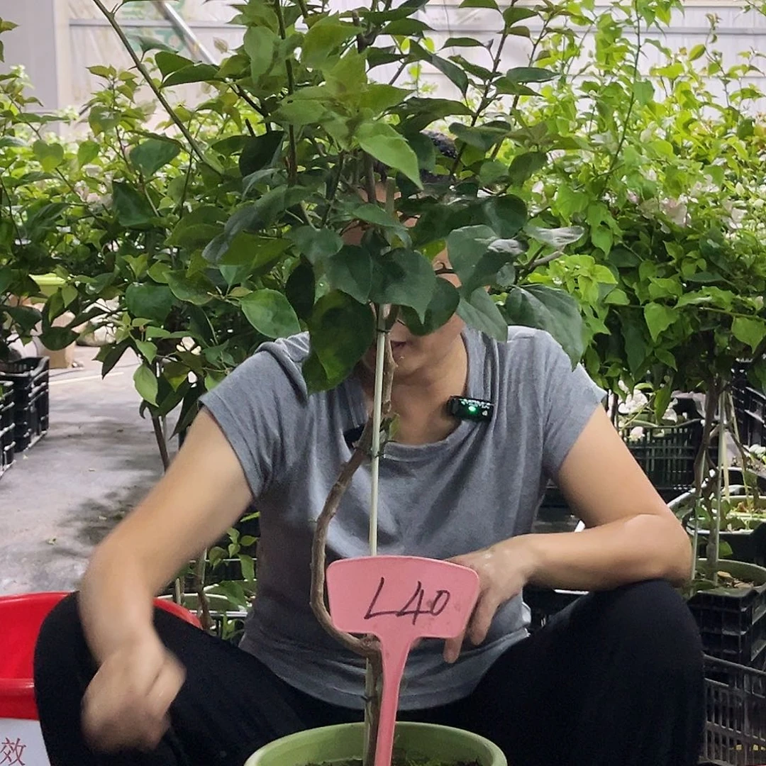 当前无花栽培后可以开花W**?L40金色光辉