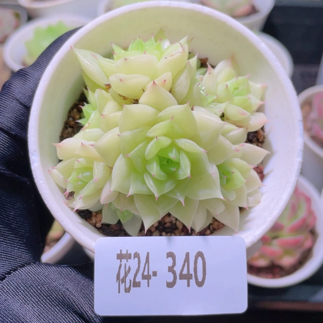花利美24-340麦秆