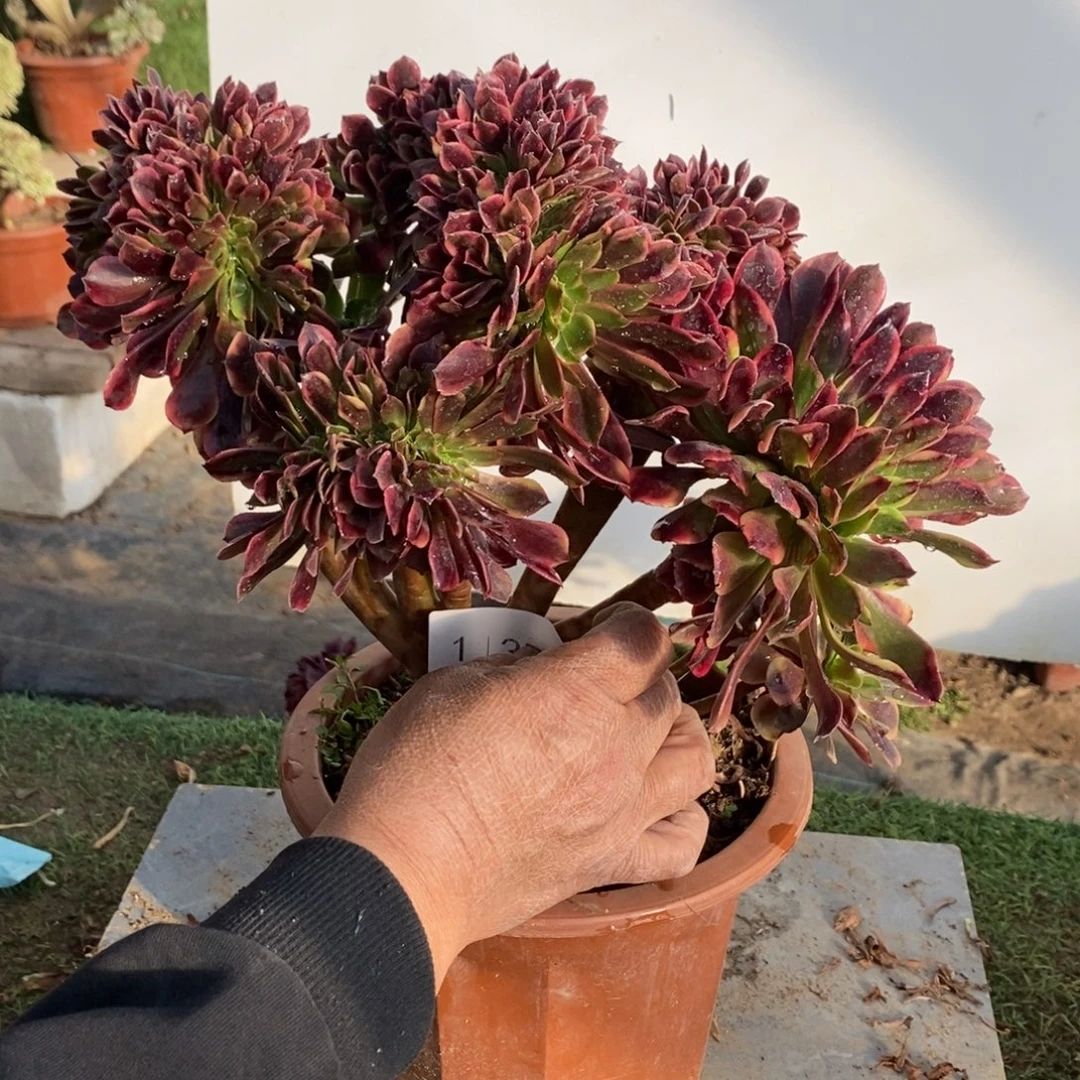 不开花植物1137号欧嘉莉缀化1颗