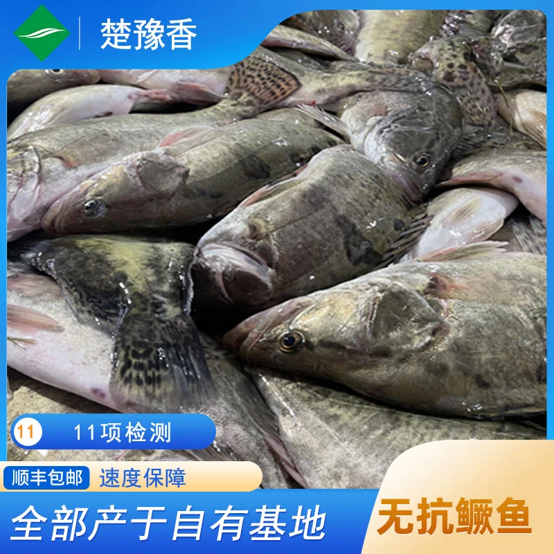 丹江八两×2条无抗桂鱼.鳌花.鳜鱼