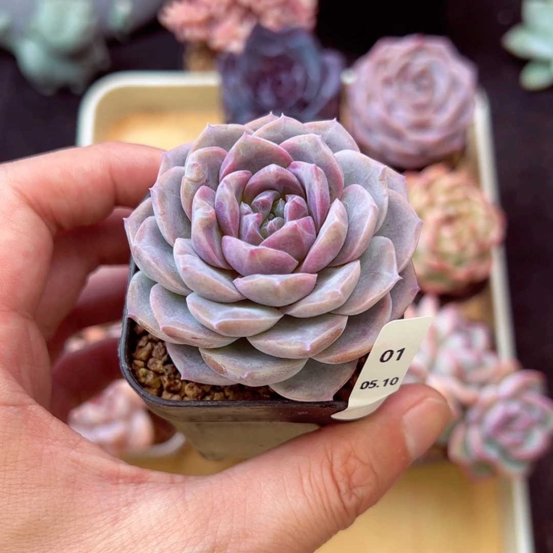 雪颜01、哈哈哈哈