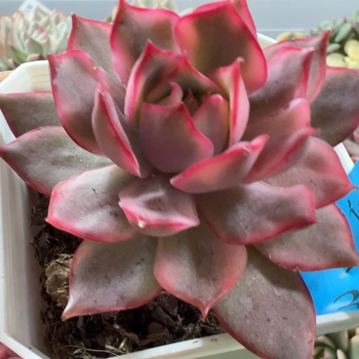 宝莲灯锦多肉植物324