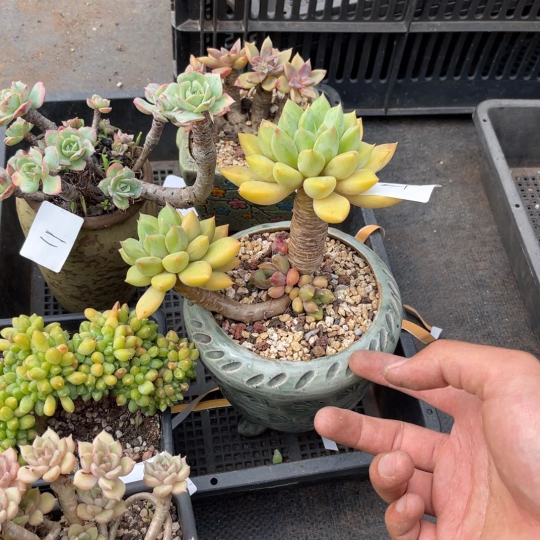 茗*0021象牙补差价当肉