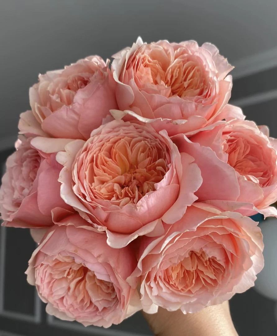 阿馥苑浓香大花【真宙】月季花苗