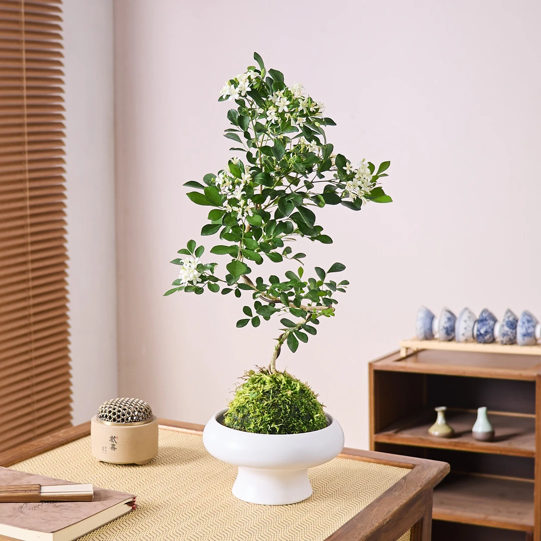 造型九里香盆栽老桩室内阳台花卉水培植物办公室桌面绿植好养