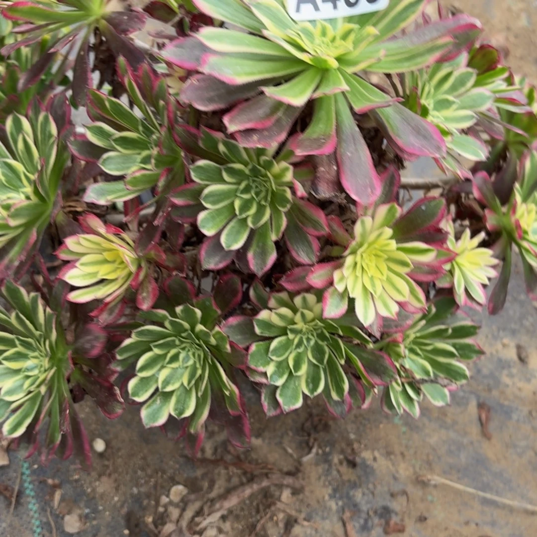 458多肉植物捧花的时候