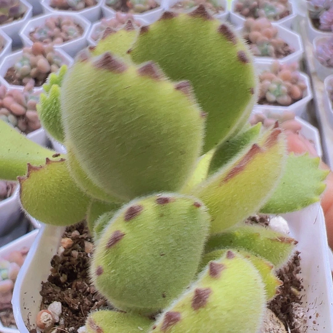 绿熊多肉植物多肉