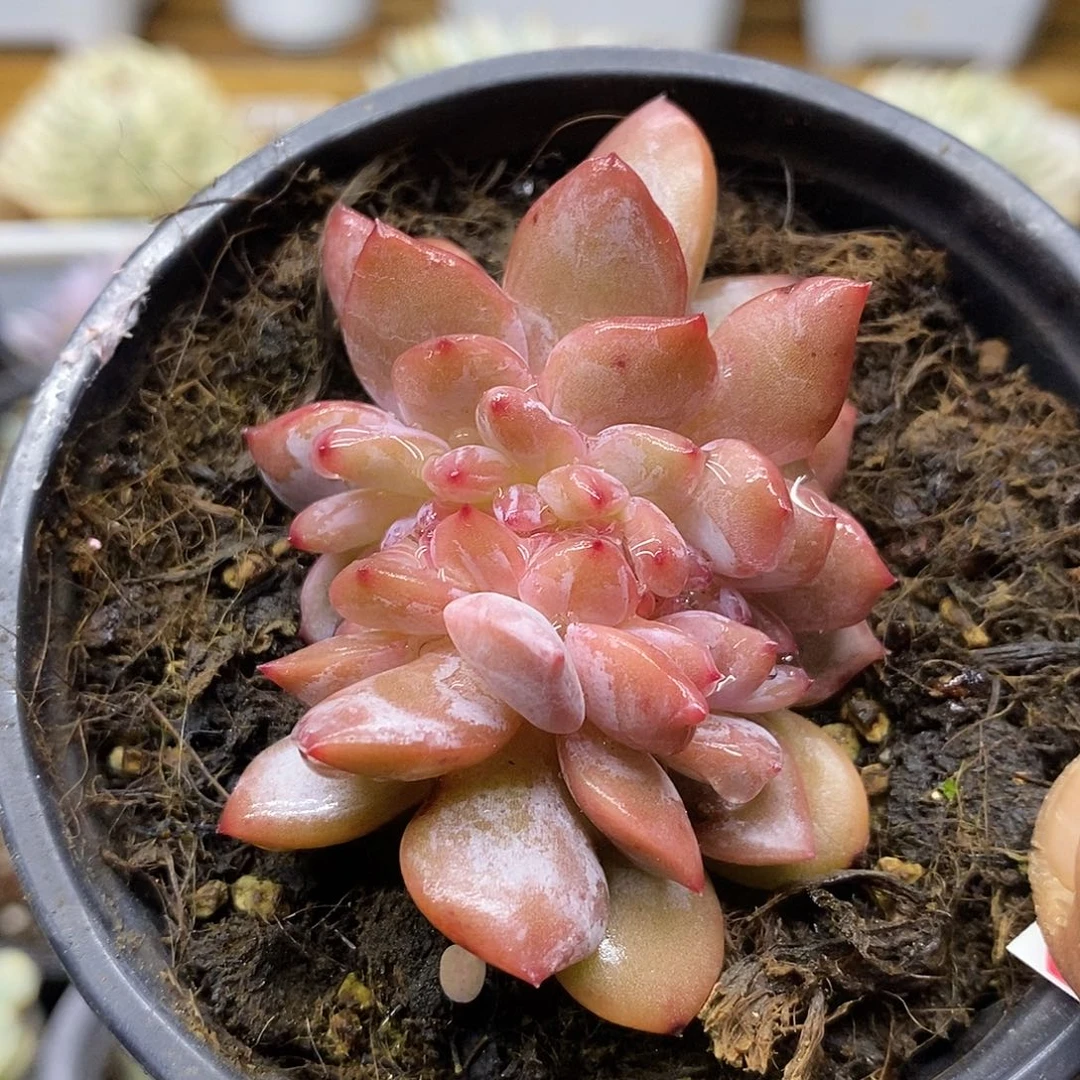 1656 香槟缀化多肉