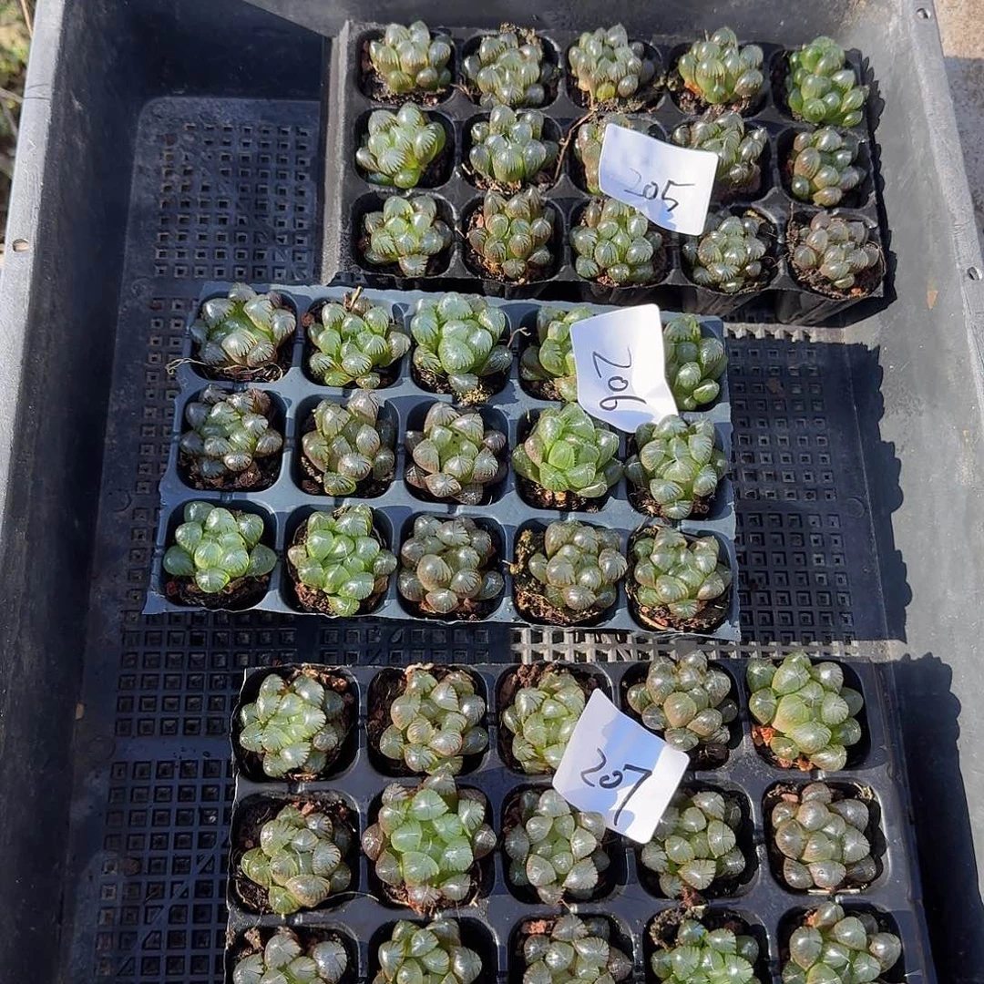 105孔玉露15颗量拍