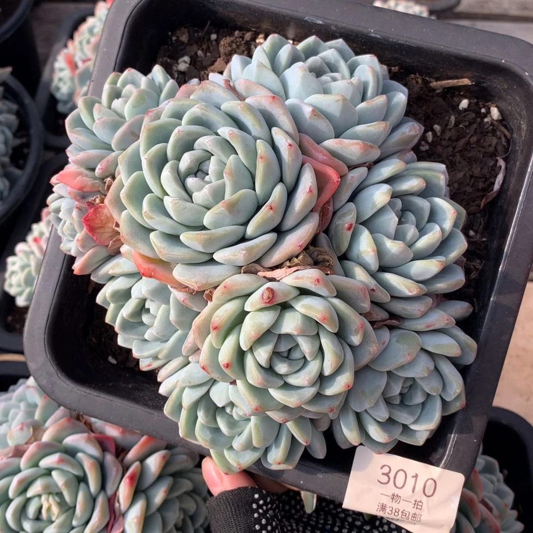 18厘米九头冰玉有砍3010