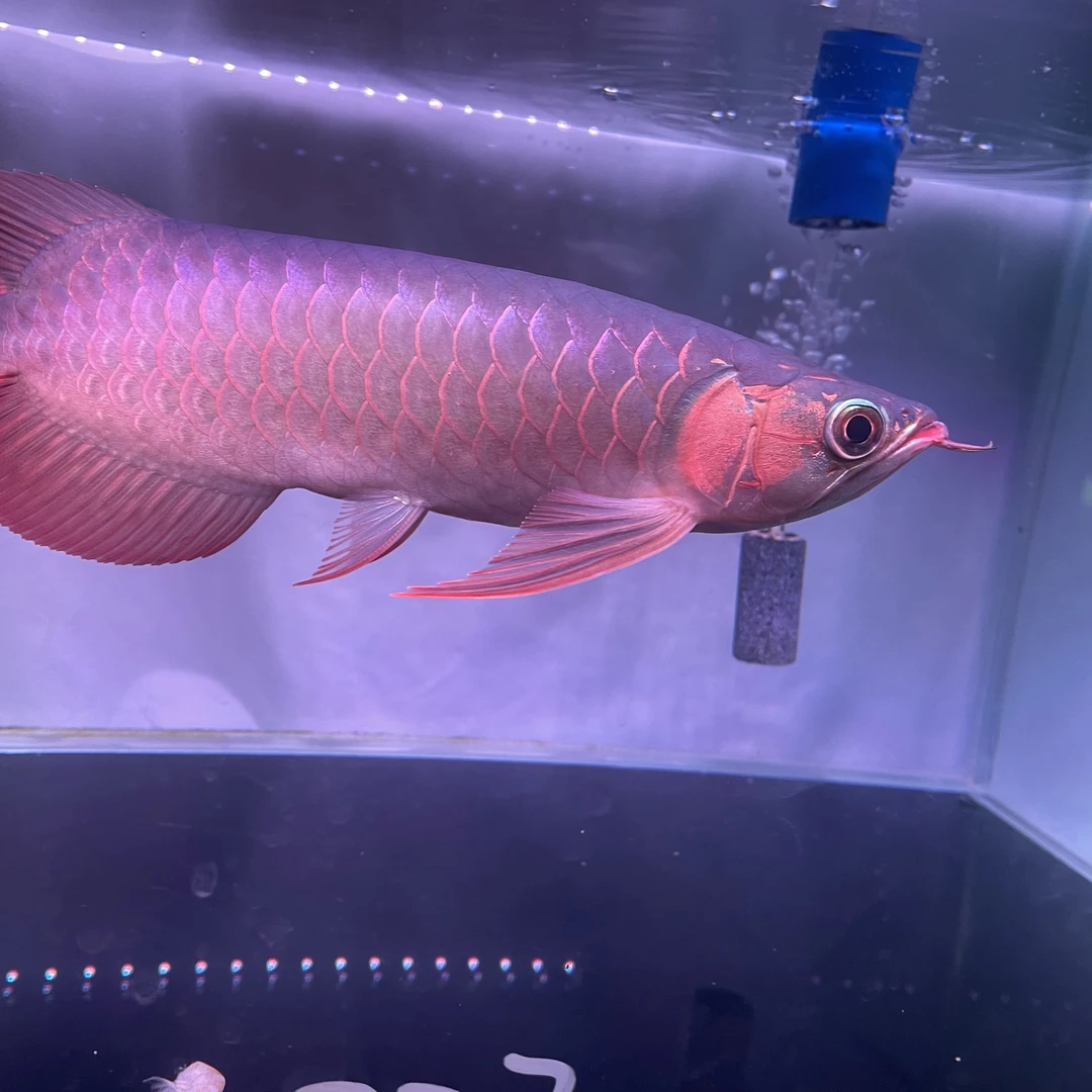 观赏鱼印尼大湖血红龙纯血统活鱼，一对一对图片发货，28cm血红龙