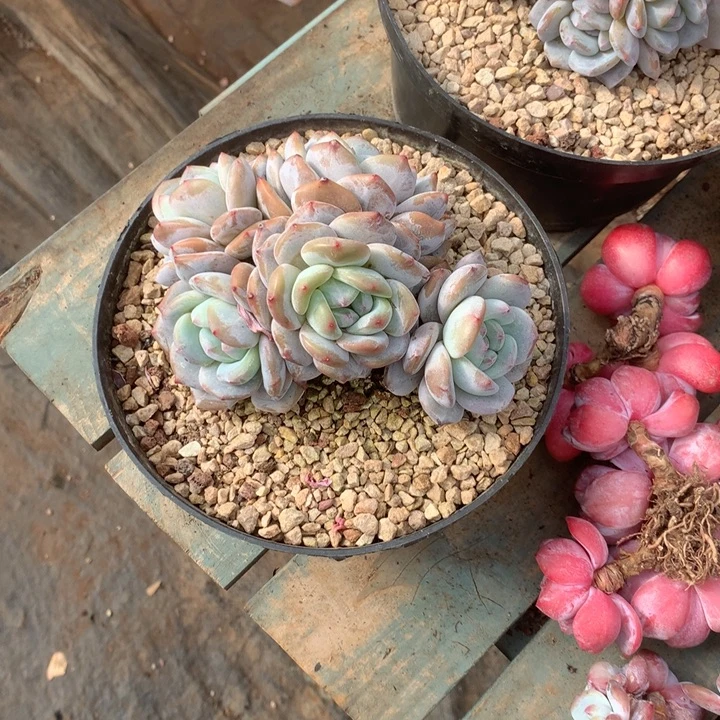 无花朵哈哈哈哈哈哈哈哈哈12