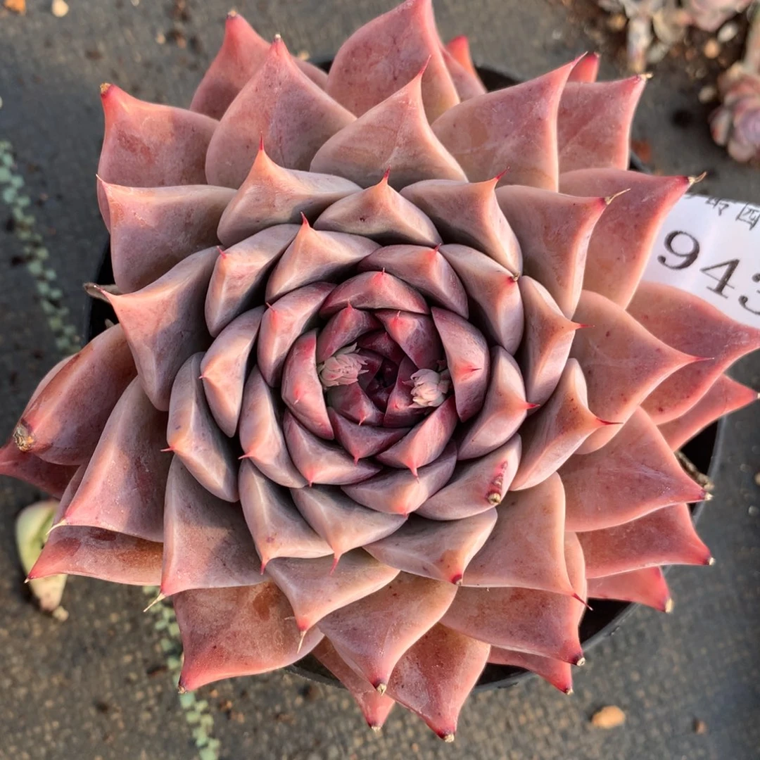 3943杂交精品基地10厘米