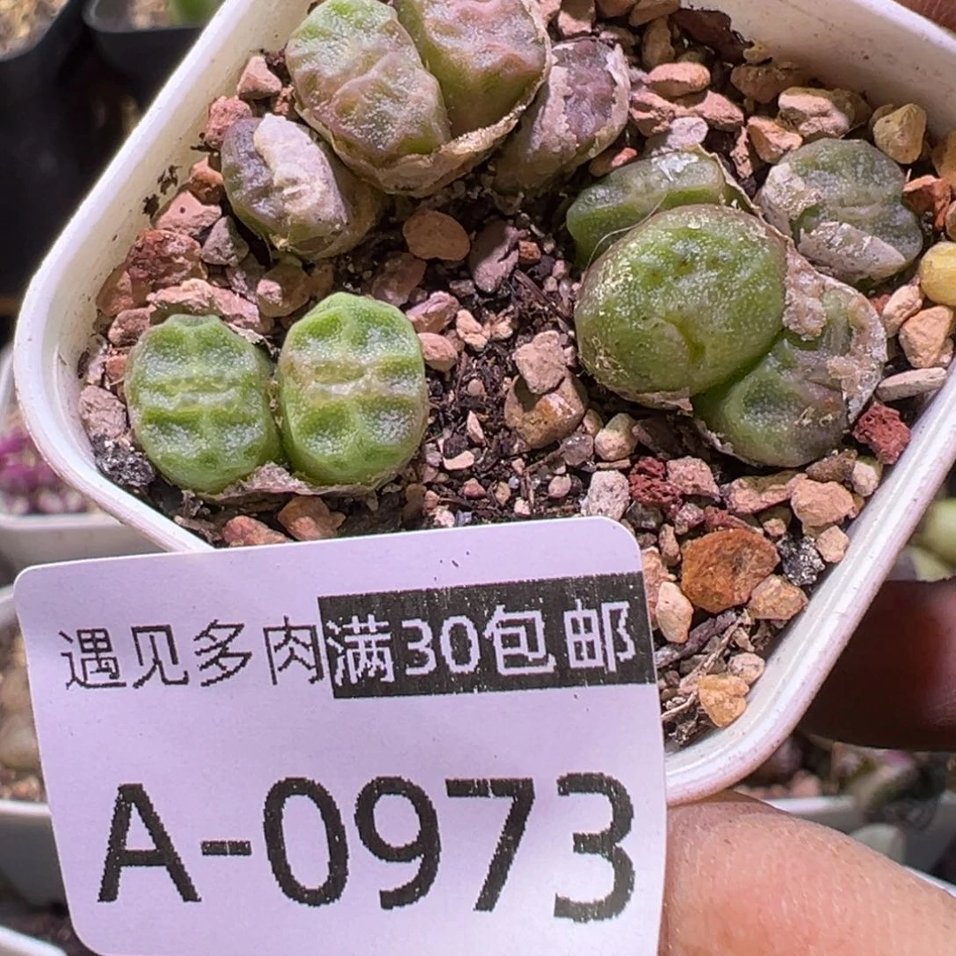 多肉植物111111111111111