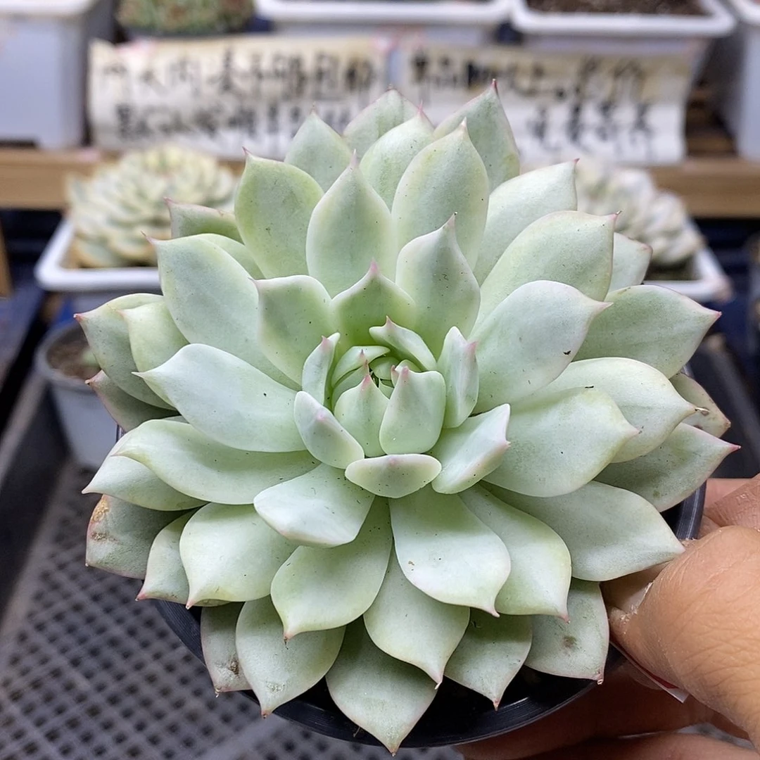 2934tp 锦多肉植物