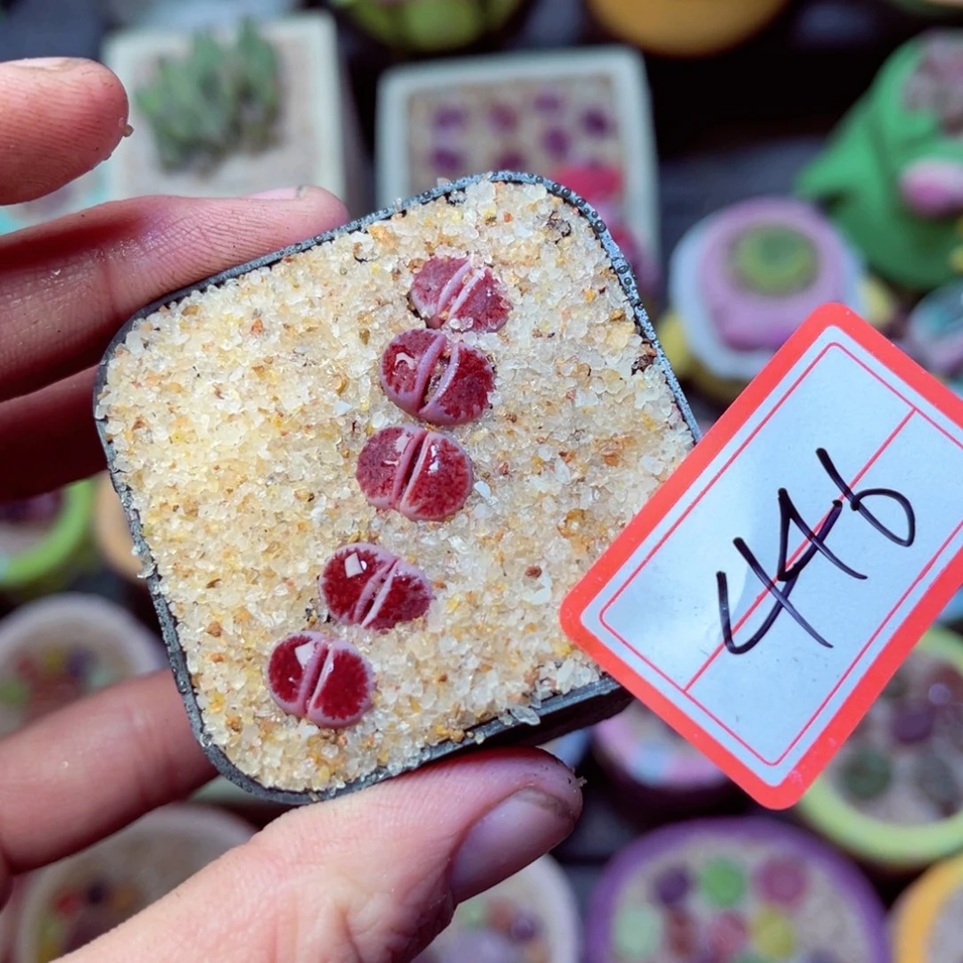 446生石花带盆发每单一颗