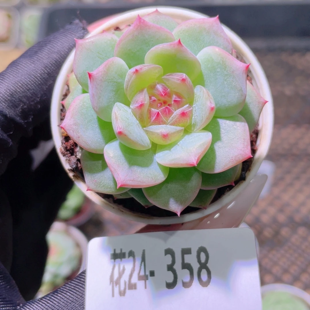 花利美24-358粉桃小莲团