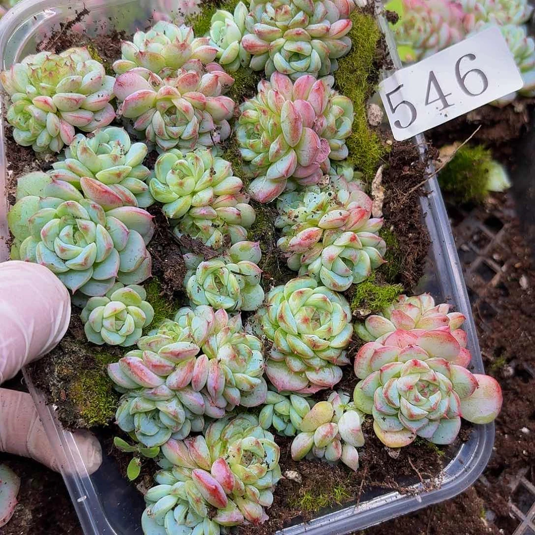 多肉植物多肉植物546