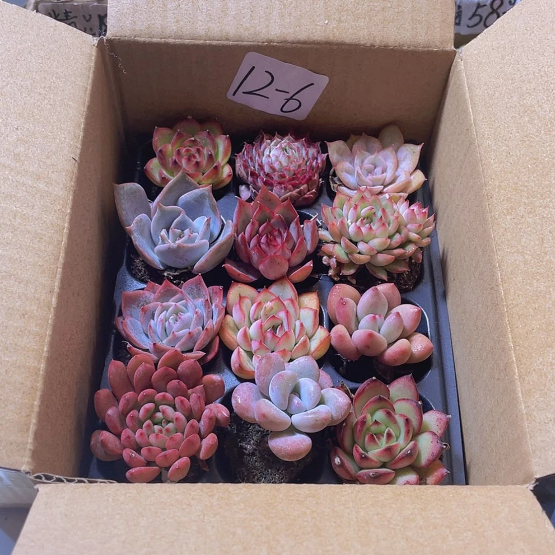 【闪购商品】12颗-6