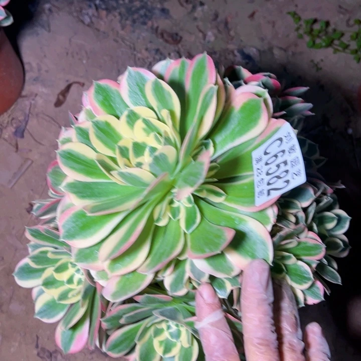 白凤多肉植物法师6582