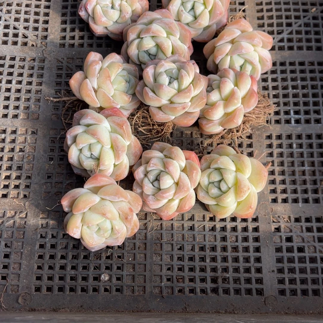 冷***颜4444444444444