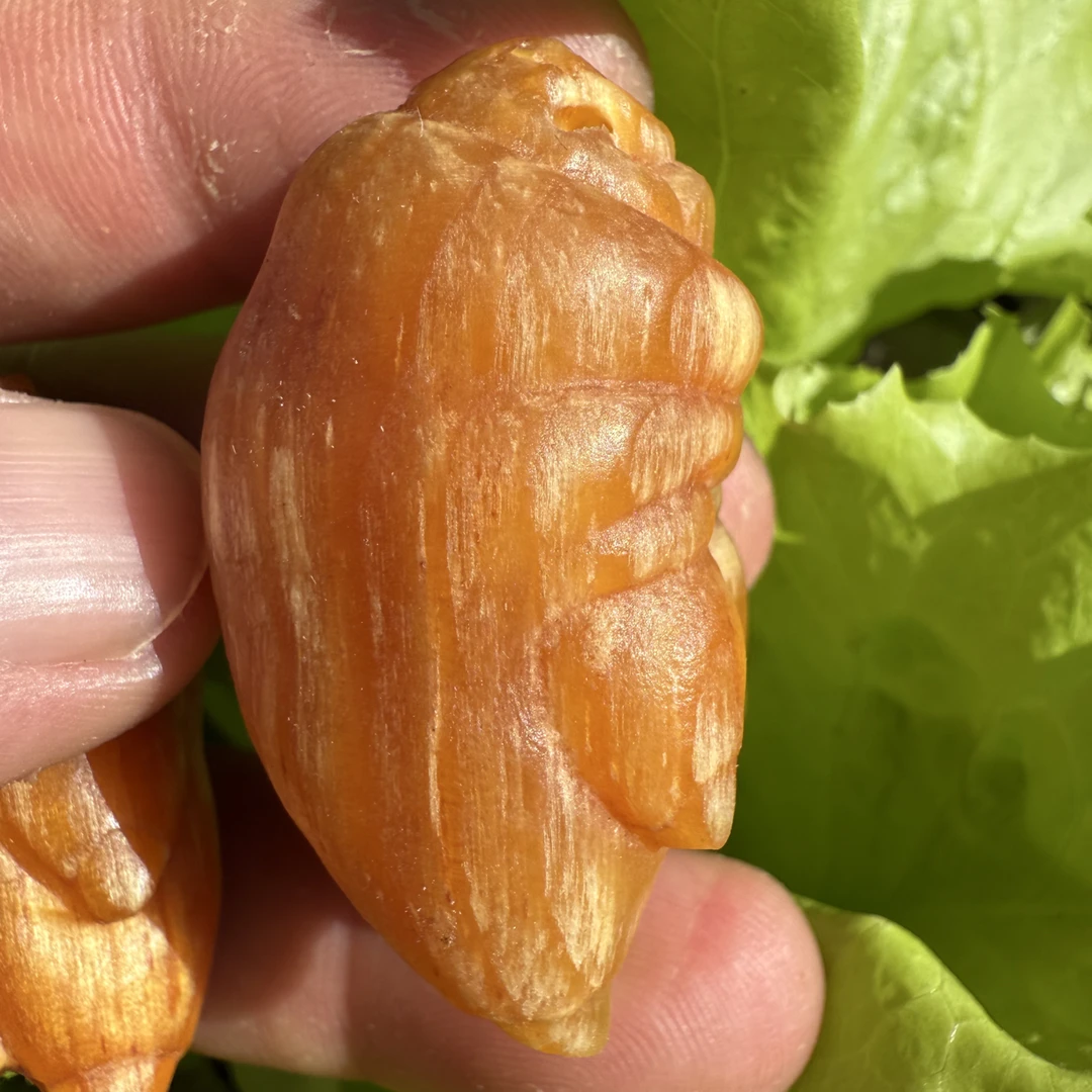 天然北沉香雷击搂钱耙子猪蹄