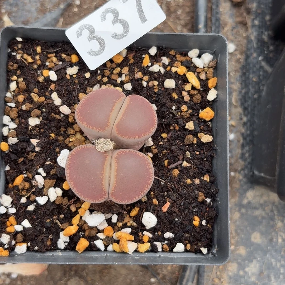 生石花一物一拍337