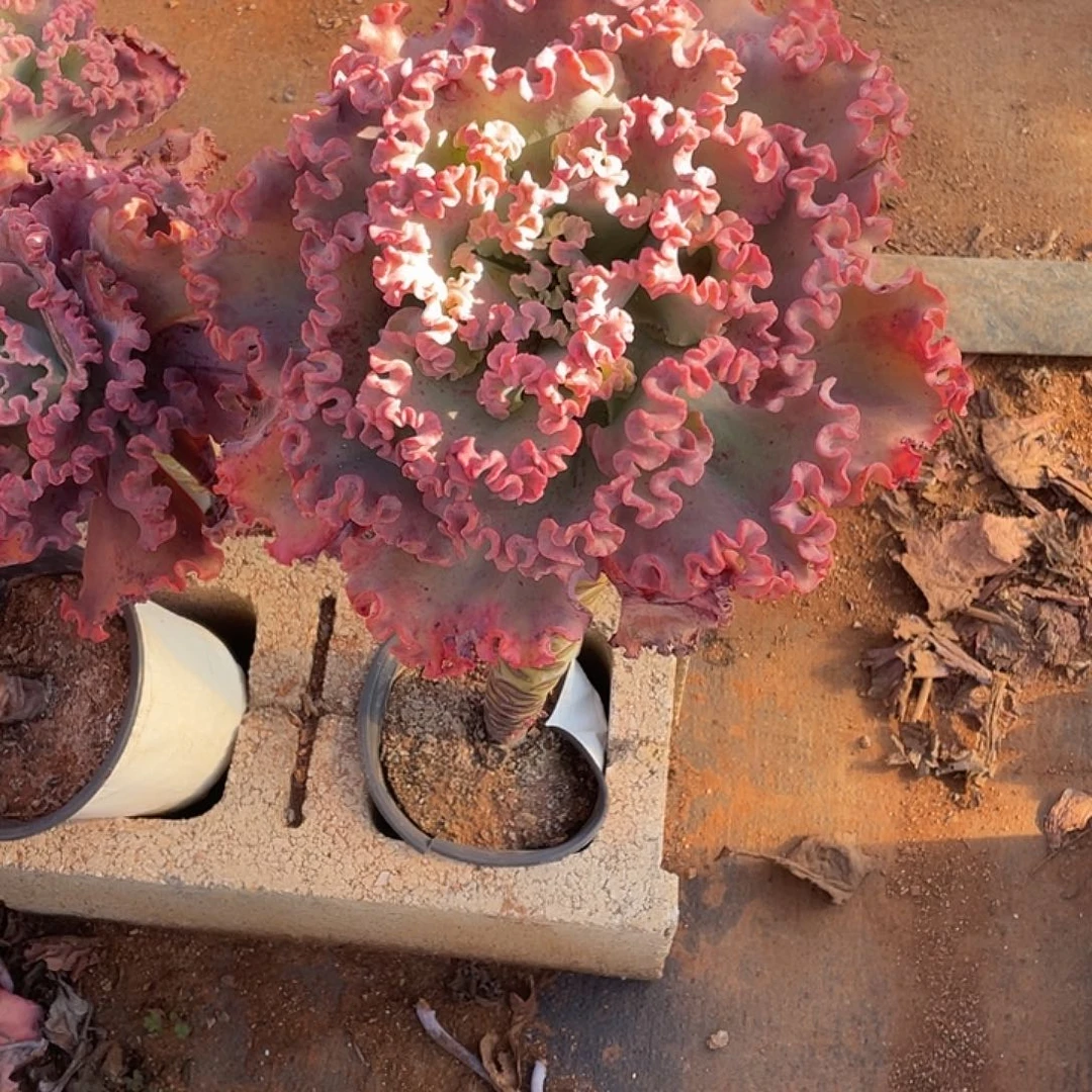 女王花笠老桩1棵一组